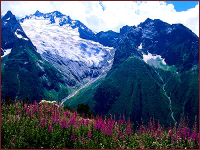 Russia, Wildflowers at the Guturluchat Glacier.